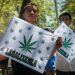 LÓPEZ OBRADOR RECHAZA LEGALIZAR MARIGUANA PARA SU USO RECREATIVO