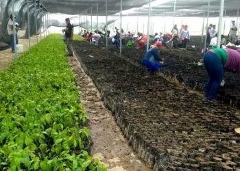 PROGRAMAS SOCIALES DEL GOBIERNO FEDERAL DEJAN UNA DERRAMA ANUAL DE 13 MIL MDP EN TABASCO