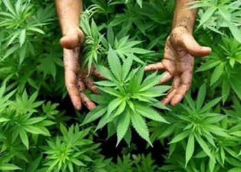 REFORMA DE USO LÚDICO DE MARIGUANA SALDRÁ DURANTE ESTA LEGISLATURA: MORENA