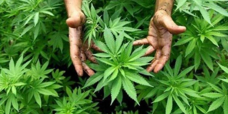 REFORMA DE USO LÚDICO DE MARIGUANA SALDRÁ DURANTE ESTA LEGISLATURA: MORENA