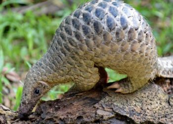 PANGOLÍN, POSIBLE HUÉSPED DEL CORONAVIRUS, DICEN CIENTÍFICOS CHINOS