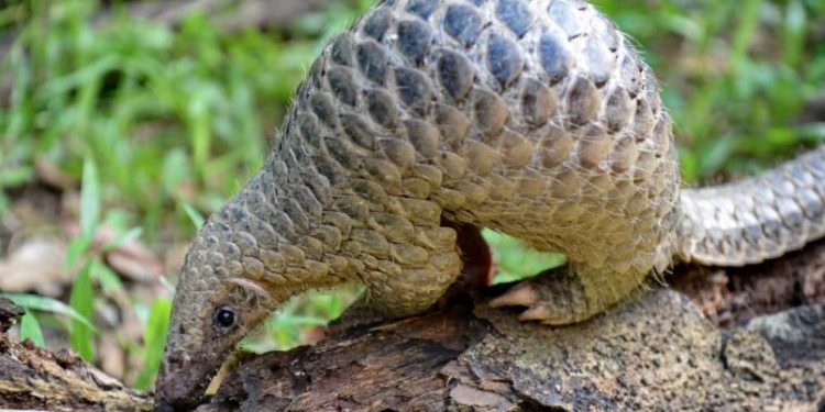 PANGOLÍN, POSIBLE HUÉSPED DEL CORONAVIRUS, DICEN CIENTÍFICOS CHINOS