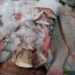 PESCADORES SE QUEJAN DE VENDEDORES PIRATA.