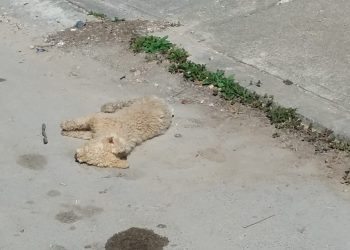 AMANECEN PERROS ENVENENADOS EN CHETUMAL