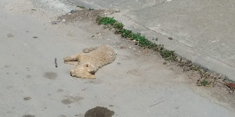 AMANECEN PERROS ENVENENADOS EN CHETUMAL