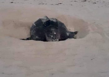 SIN LA GENTE, ANIMALES SE DEJAN VER EN SITIOS TURÍSTICOS