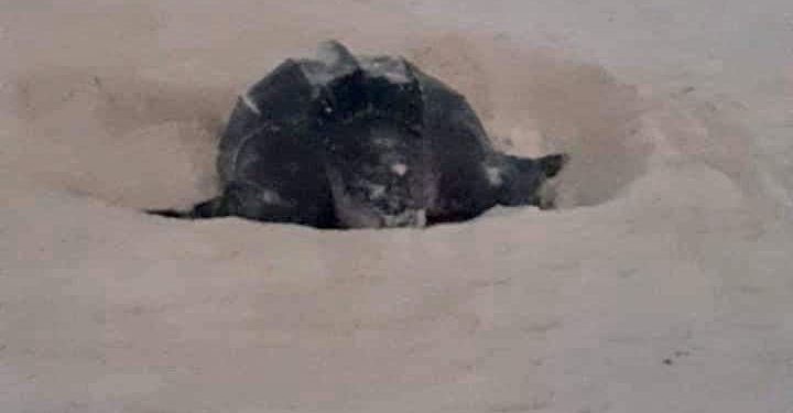 SIN LA GENTE, ANIMALES SE DEJAN VER EN SITIOS TURÍSTICOS