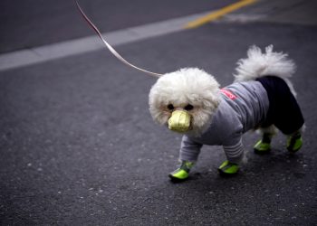 CONFIRMAN EN HONG KONG PRIMER CASO DE «HUMANO A ANIMAL» DE COVID-19