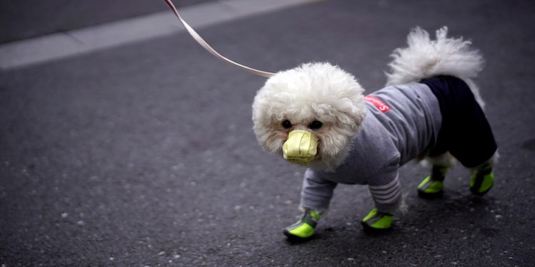 CONFIRMAN EN HONG KONG PRIMER CASO DE «HUMANO A ANIMAL» DE COVID-19