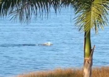 POSTEA AMLO MOMENTO EN EL QUE UN COCODRILO DEVORA A JOVEN JAGUAR EN LA LAGUNA COBÁ