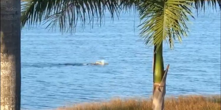 POSTEA AMLO MOMENTO EN EL QUE UN COCODRILO DEVORA A JOVEN JAGUAR EN LA LAGUNA COBÁ
