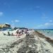 DECLARAN DESIERTA LICITACIÓN PARA BARRERAS CONTENEDORAS DE SARGAZO EN PLAYA DEL CARMEN