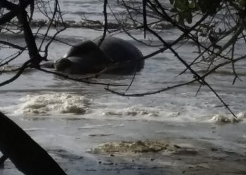 HALLAN MANATÍ MUERTO EN LA BAHÍA DE CHETUMAL