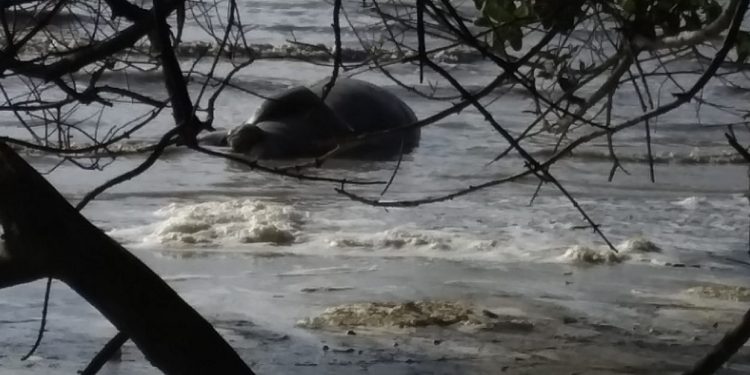 HALLAN MANATÍ MUERTO EN LA BAHÍA DE CHETUMAL