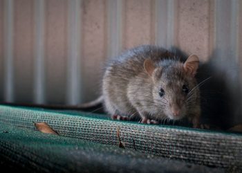 MUERTE POR HANTAVIRUS EN CHINA CAUSA PÁNICO EN LA POBLACIÓN
