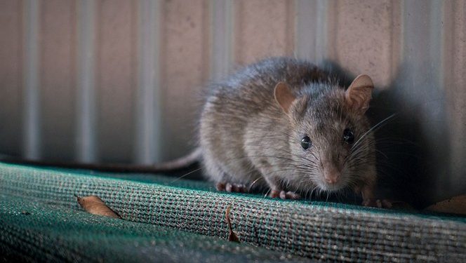 MUERTE POR HANTAVIRUS EN CHINA CAUSA PÁNICO EN LA POBLACIÓN