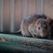 MUERTE POR HANTAVIRUS EN CHINA CAUSA PÁNICO EN LA POBLACIÓN