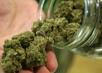 SÁNCHEZ CORDERO PIDE NO ESTIGMATIZAR EL USO DE LA MARIHUANA