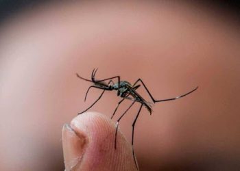 UBICAN A TABASCO COMO PRIMER LUGAR EN CASOS DE DENGUE