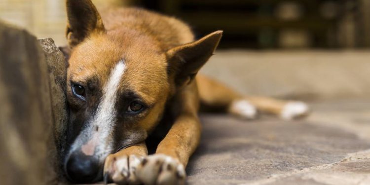 POR LA GENTE QUE NO SE INFORMA SERES INDEFENSOS ESTÁN SUFRIENDO LAS CONSECUENCIAS.