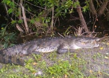 LOS COCODRILOS NO DEJAN DE APARECER DESDE QUE EMPEZÓ LA CUARENTENA.
