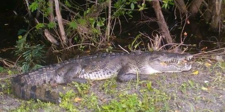 LOS COCODRILOS NO DEJAN DE APARECER DESDE QUE EMPEZÓ LA CUARENTENA.