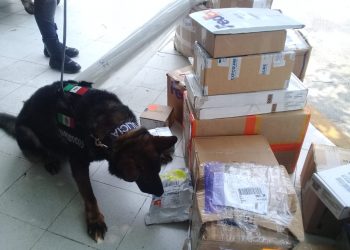 UNIDAD CANINA DE LA POLICÍA MUNICIPAL DE SOLIDARIDAD DA RESULTADOS CONTRA LA DELINCUENCIA.
