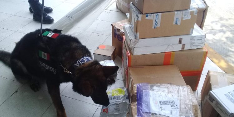 UNIDAD CANINA DE LA POLICÍA MUNICIPAL DE SOLIDARIDAD DA RESULTADOS CONTRA LA DELINCUENCIA.