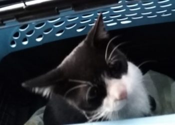 PRIMERAS MASCOTAS EN ESTADOS UNIDOS QUE DAN POSITIVO A COVID-19