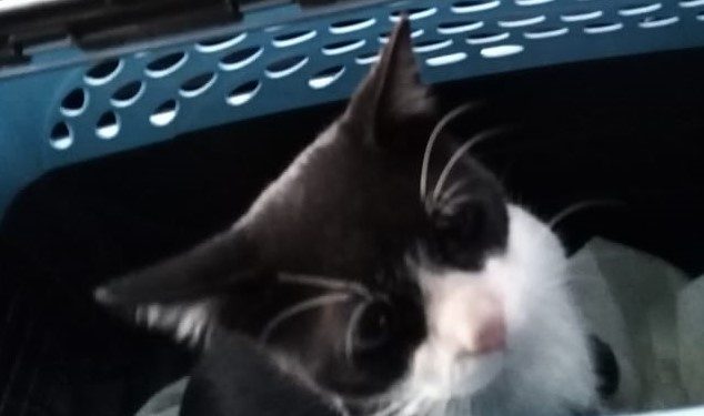 PRIMERAS MASCOTAS EN ESTADOS UNIDOS QUE DAN POSITIVO A COVID-19