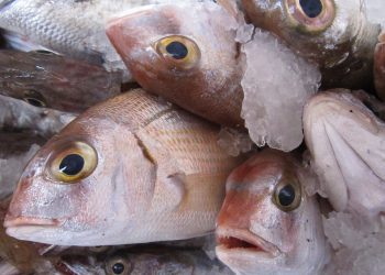 EXPORTAN PRODUCTORES MEXICANOS MÁS DE 140 MIL TONELADAS DE HARINAS Y ACEITES DE PESCADO EN 2019
