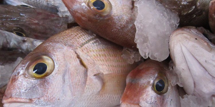 EXPORTAN PRODUCTORES MEXICANOS MÁS DE 140 MIL TONELADAS DE HARINAS Y ACEITES DE PESCADO EN 2019