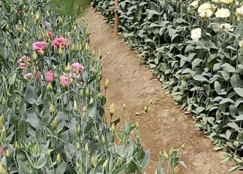 SE SUMA AGRICULTURA A ESFUERZOS DE LA FAO PARA MITIGAR EFECTOS DEL COVID-19 EN SISTEMAS ALIMENTARIOS