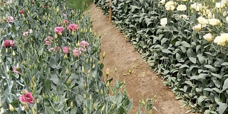 SE SUMA AGRICULTURA A ESFUERZOS DE LA FAO PARA MITIGAR EFECTOS DEL COVID-19 EN SISTEMAS ALIMENTARIOS