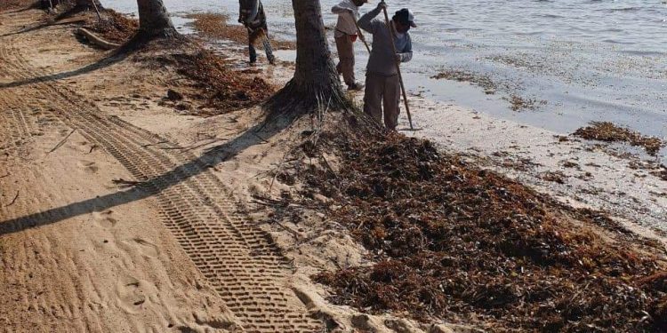LEVANTAN SARGAZO DE PLAYA CORAL, EN CANCÚN.