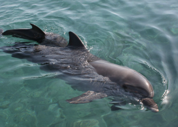 REDES SOCIALES MUESTRAN VIDEOS DE DELFINES REGRESANDO A CASA.