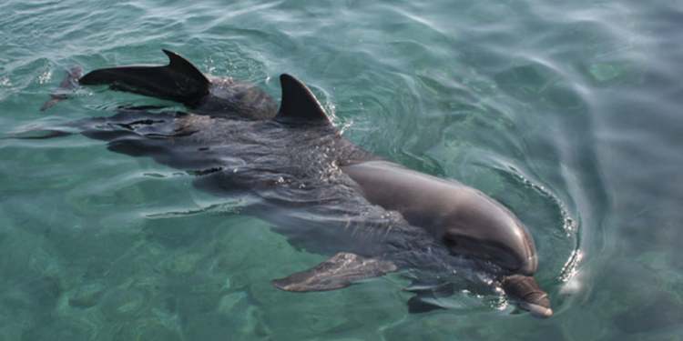 REDES SOCIALES MUESTRAN VIDEOS DE DELFINES REGRESANDO A CASA.