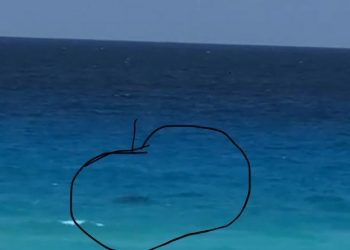 Tiburón a la vista!! En la playa de Cancún a la altura del kilómetro 11