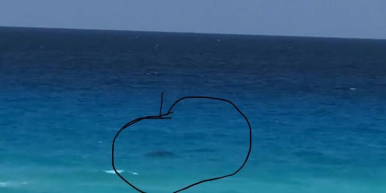 Tiburón a la vista!! En la playa de Cancún a la altura del kilómetro 11