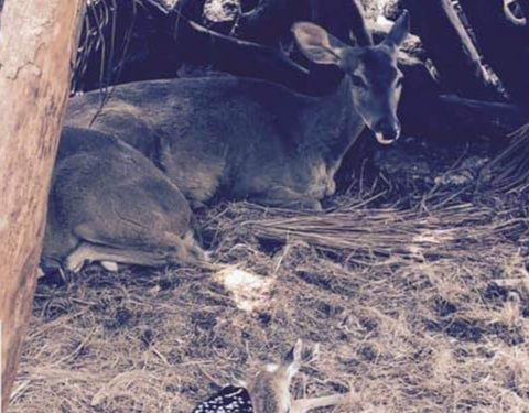 PESE A LA PANDEMIA, LA VIDA SIGUE Y EN CROCO CUN ZOO NACE UN VENADITO