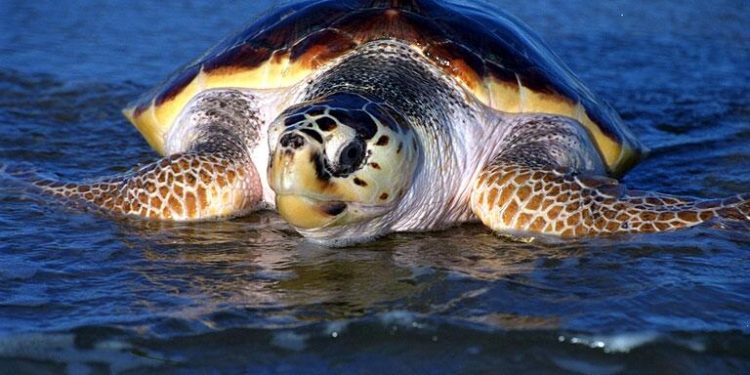 SIN EL PELIGRO DEL HOMBRE, TORTUGAS ADELANTAN SU PERIODO DE DESOVE EN COZUMEL