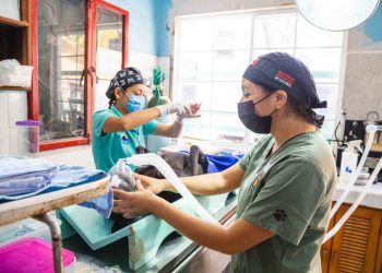 REFUERZAN ESTERILIZACIÓN DE MASCOTAS EN COZUMEL