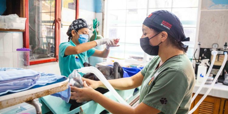 REFUERZAN ESTERILIZACIÓN DE MASCOTAS EN COZUMEL
