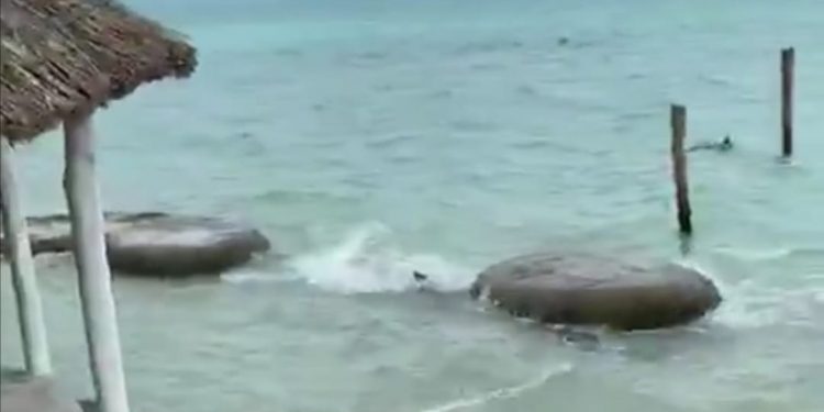 VISITA NUTRIA LAGUNA DE BACALAR