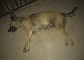 NUEVO CASO DE ENVENENAMIENTO DE PERROS EN CHETUMAL