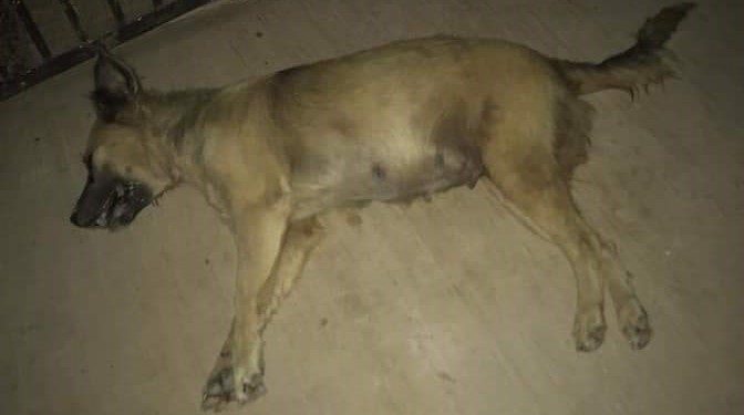 NUEVO CASO DE ENVENENAMIENTO DE PERROS EN CHETUMAL