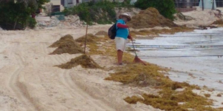 LLEGA SARGAZO A PLAYA DEL CARMEN