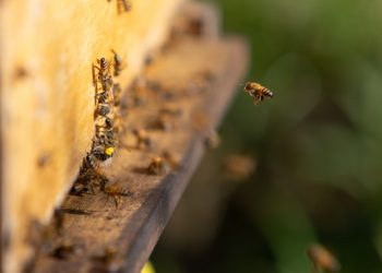 EL MUNDO CELEBRA HOY A LAS ABEJAS