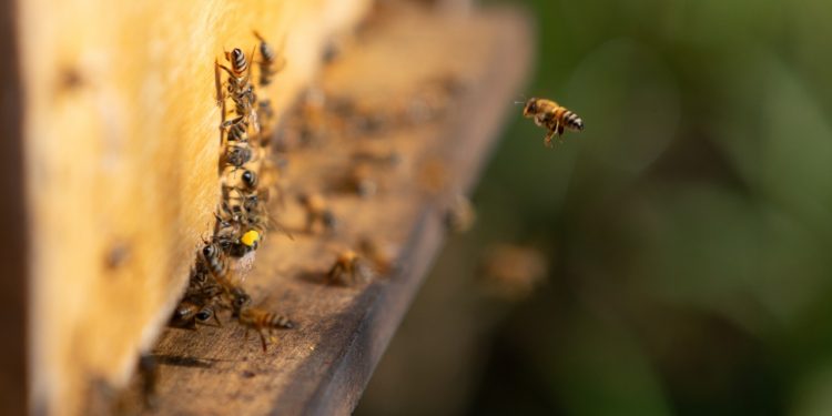 EL MUNDO CELEBRA HOY A LAS ABEJAS
