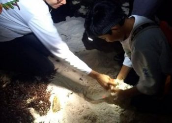 SE REGISTRARON 21 NIDOS DE TORTUGA MARINA POR PARTE DE  LA FUNDACIÓN DE PARQUES Y MUSEOS DE COZUMEL (FPMC)  EN PUNTA SUR